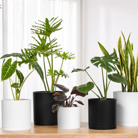 FaithLand 10-Inch planter in a living room corner with fiddle-leaf fig.