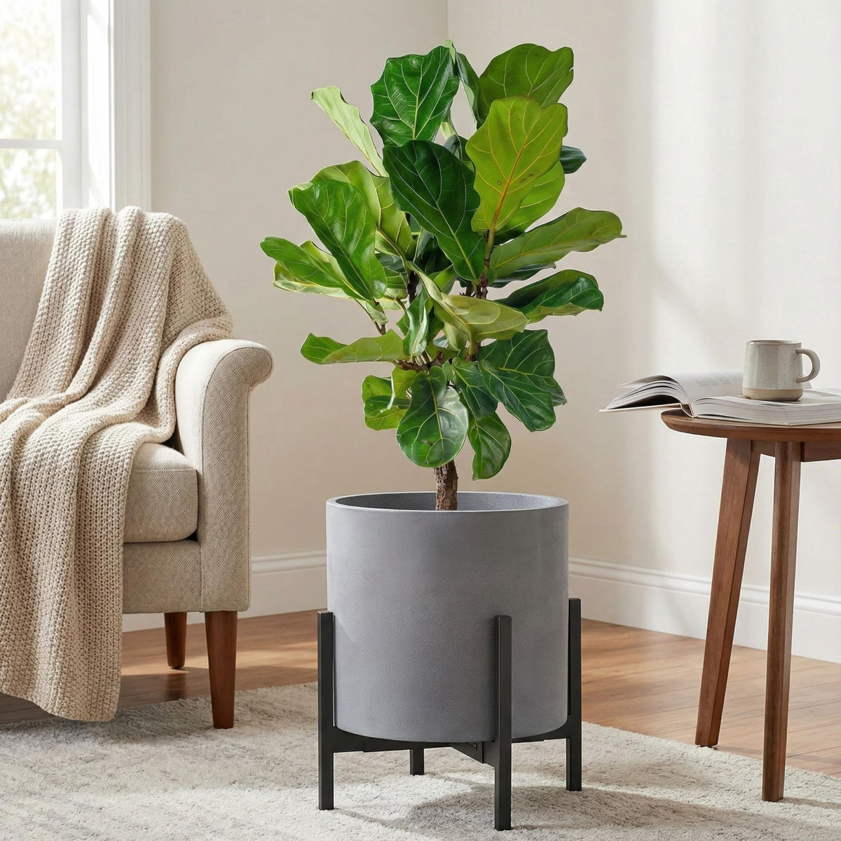 FaithLand suitable for large indoor plants like fiddle leaf fig or palms