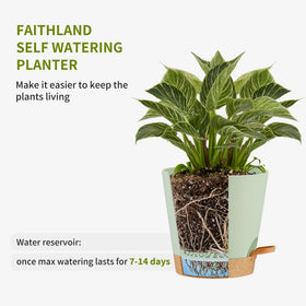 FaithLand bottom-watering lip prevents spills on desks and floors