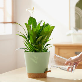 FaithLand green terracotta tone planter suits modern interiors