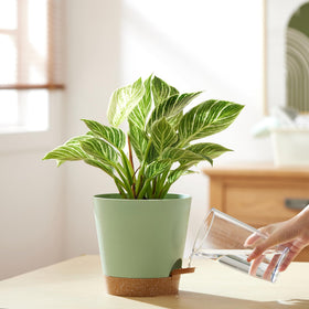 FaithLand 8-inch planter suitable for indoor and outdoor spaces