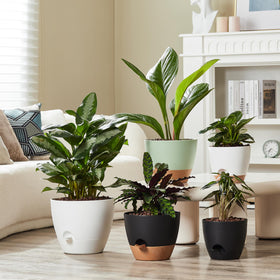 FaithLand durable polypropylene planter pots resist fading and cracking.