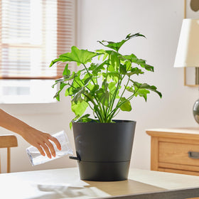 FaithLand polypropylene planter is lightweight yet durable.
