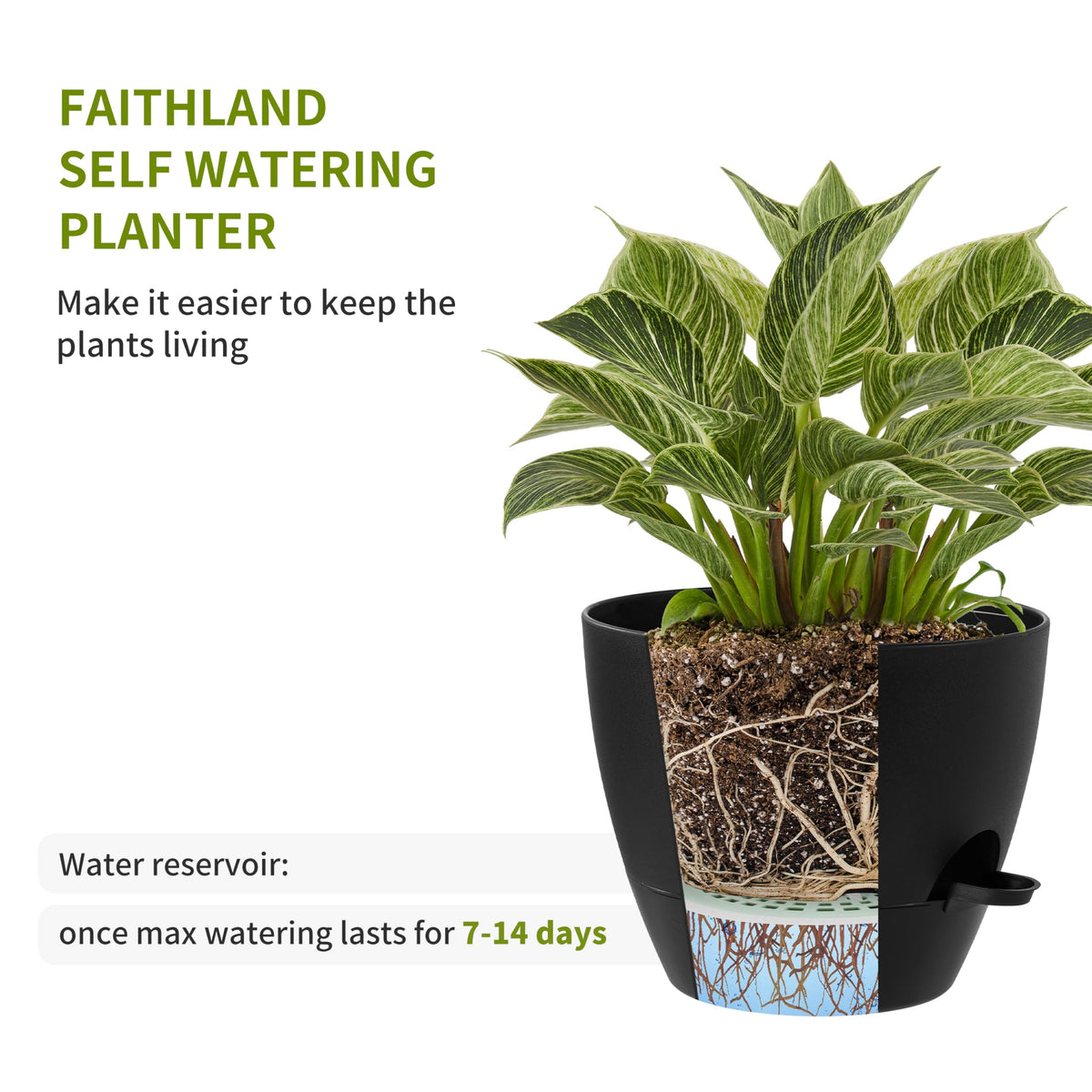 FaithLand self-watering reservoir supports steady soil moisture for orchids.