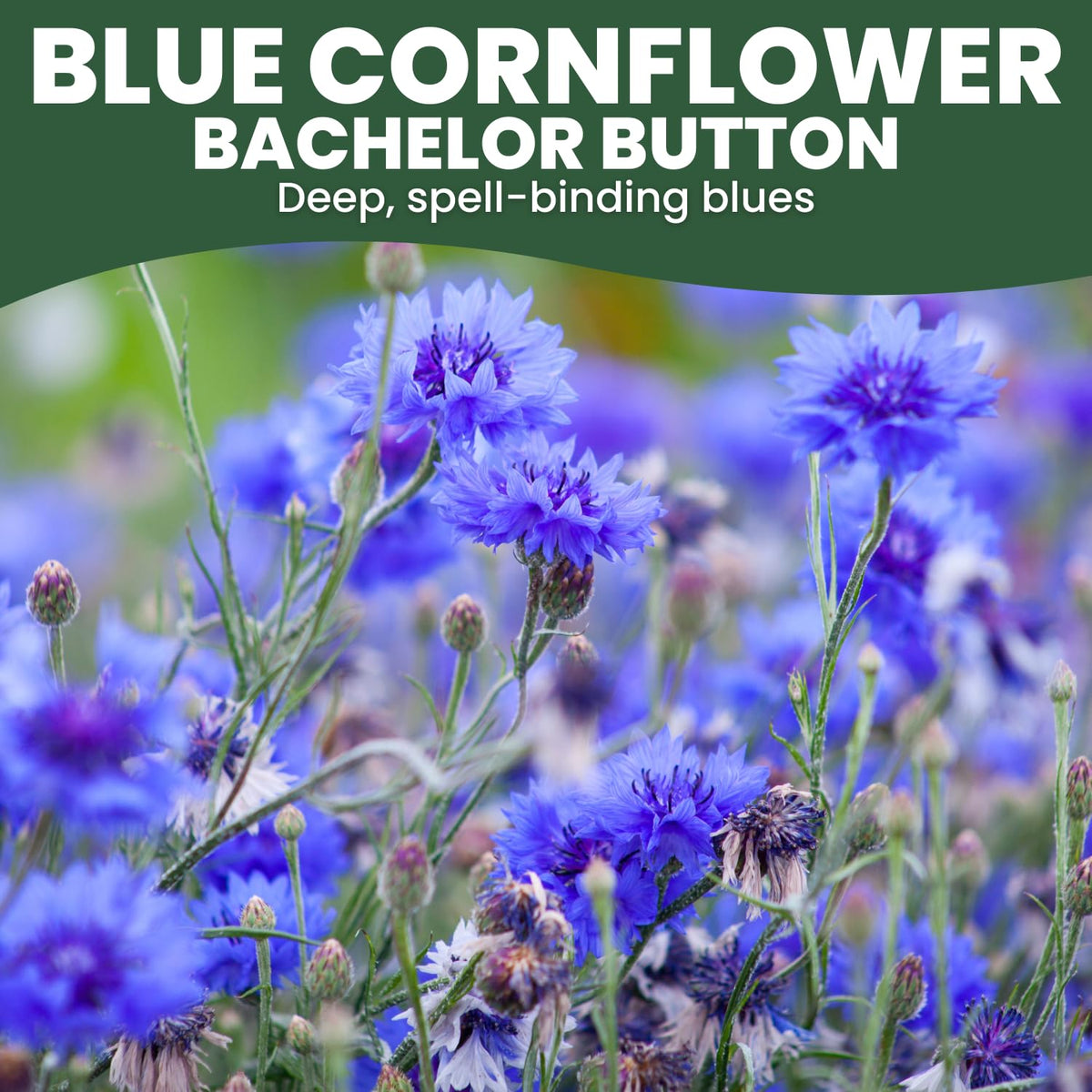 FAMILY SOWN 2026 season seed pack ready for reliable germination