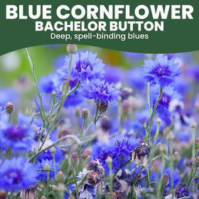 FAMILY SOWN 2026 season seed pack ready for reliable germination