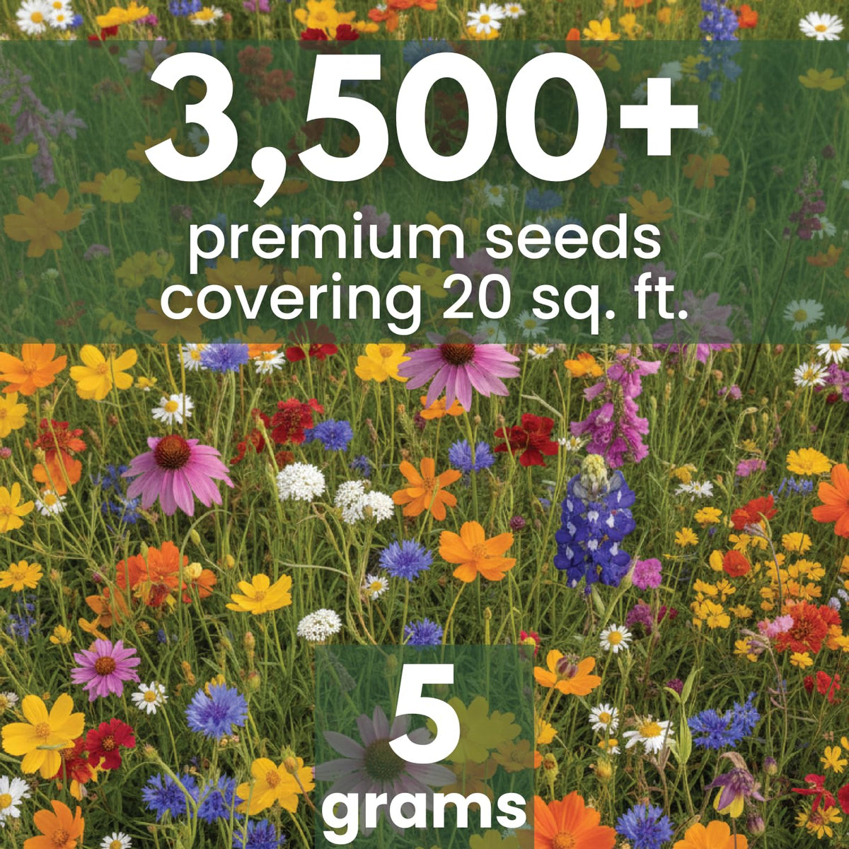 FAMILY SOWN 3500 seeds moisture pouch preserves viability for long-season sowing.