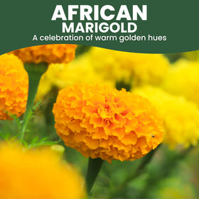 Family Sown Crackerjack blooms close-up with sunny yellow-orange petals for borders.
