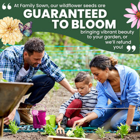 Family Sown Crackerjack flowers in garden bed attracting pollinators.