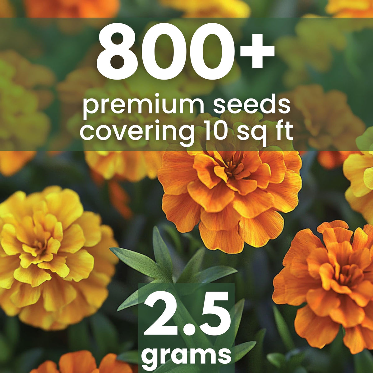 Family Sown Crackerjack seeds 500-count packet for quick germination and border color.
