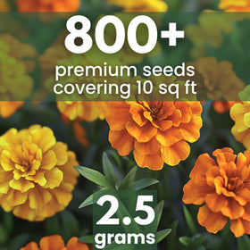 Family Sown Crackerjack seeds 500-count packet for quick germination and border color.