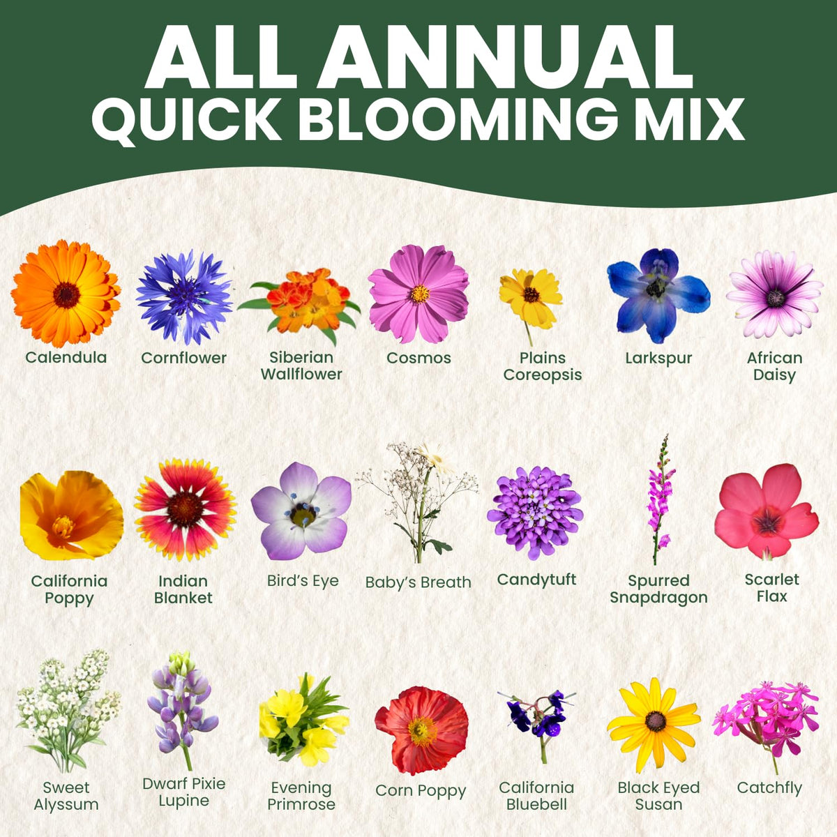 Family Sown annual wildflower mix in a spring garden bed for instant color.