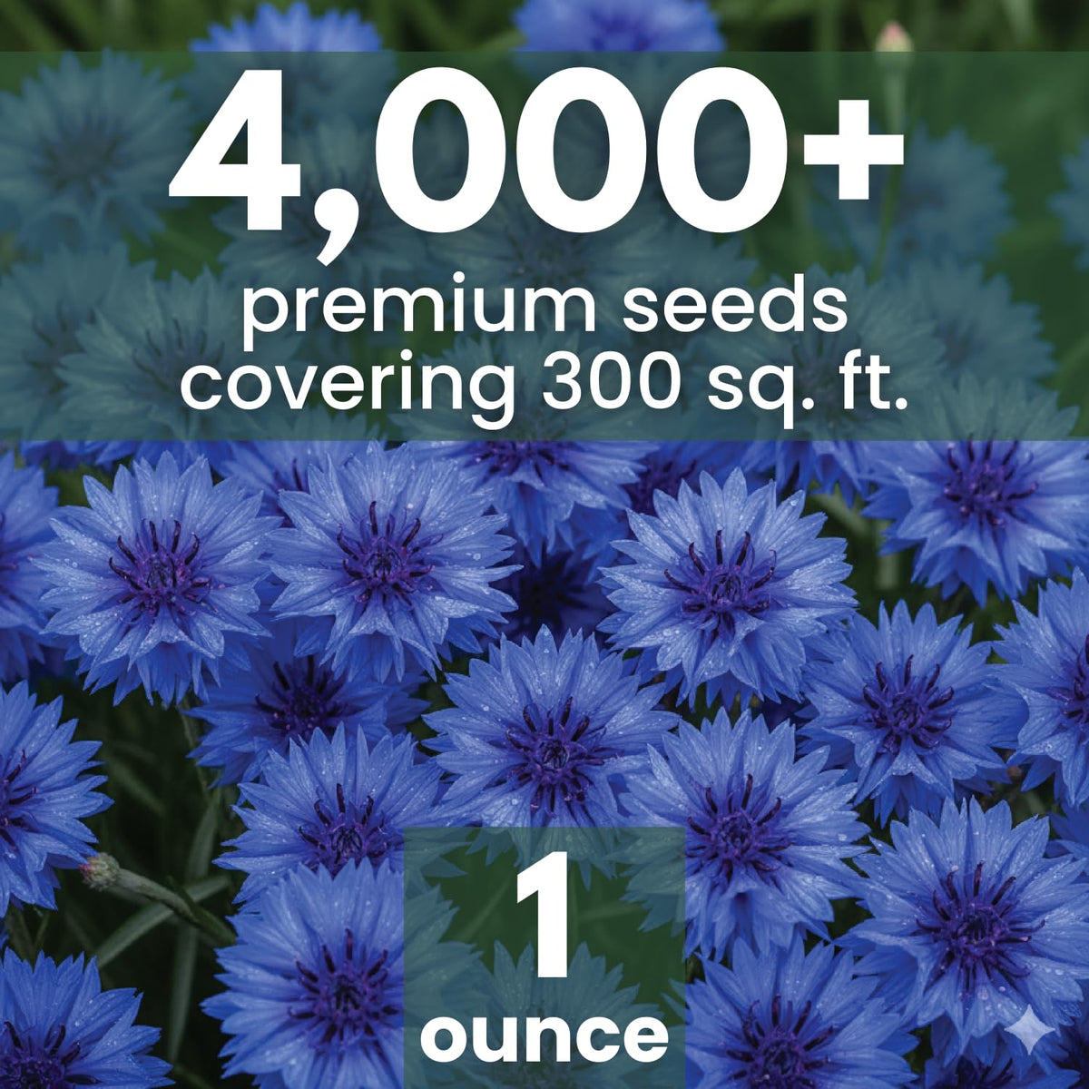 FAMILY SOWN Blue Cornflower bachelor-button blooms for cottage gardens
