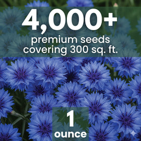 FAMILY SOWN Blue Cornflower bachelor-button blooms for cottage gardens
