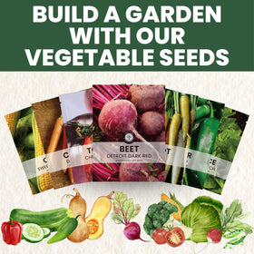 Beets suitable for roasting, pickling, juicing, and fresh salads in the kitchen.