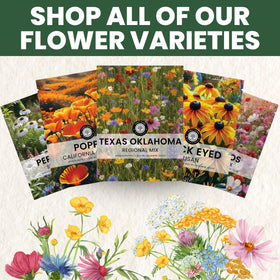 FAMILY SOWN Bluebonnet and Plains Coreopsis showcase for striking garden color.