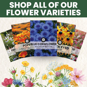 FAMILY SOWN Seeds ideal for borders and meadow displays