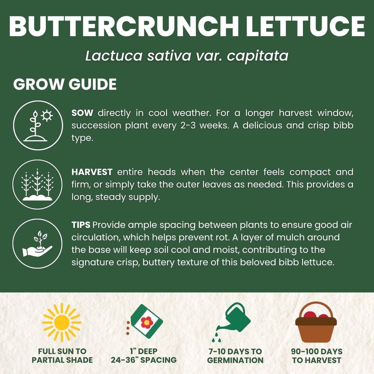 FAMILY SOWN Buttercrunch Lettuce close-up texture reveals buttery leaves.