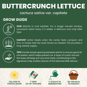 FAMILY SOWN Buttercrunch Lettuce close-up texture reveals buttery leaves.