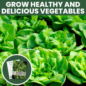FAMILY SOWN Buttercrunch Lettuce grows slowly bolting in hot weather.
