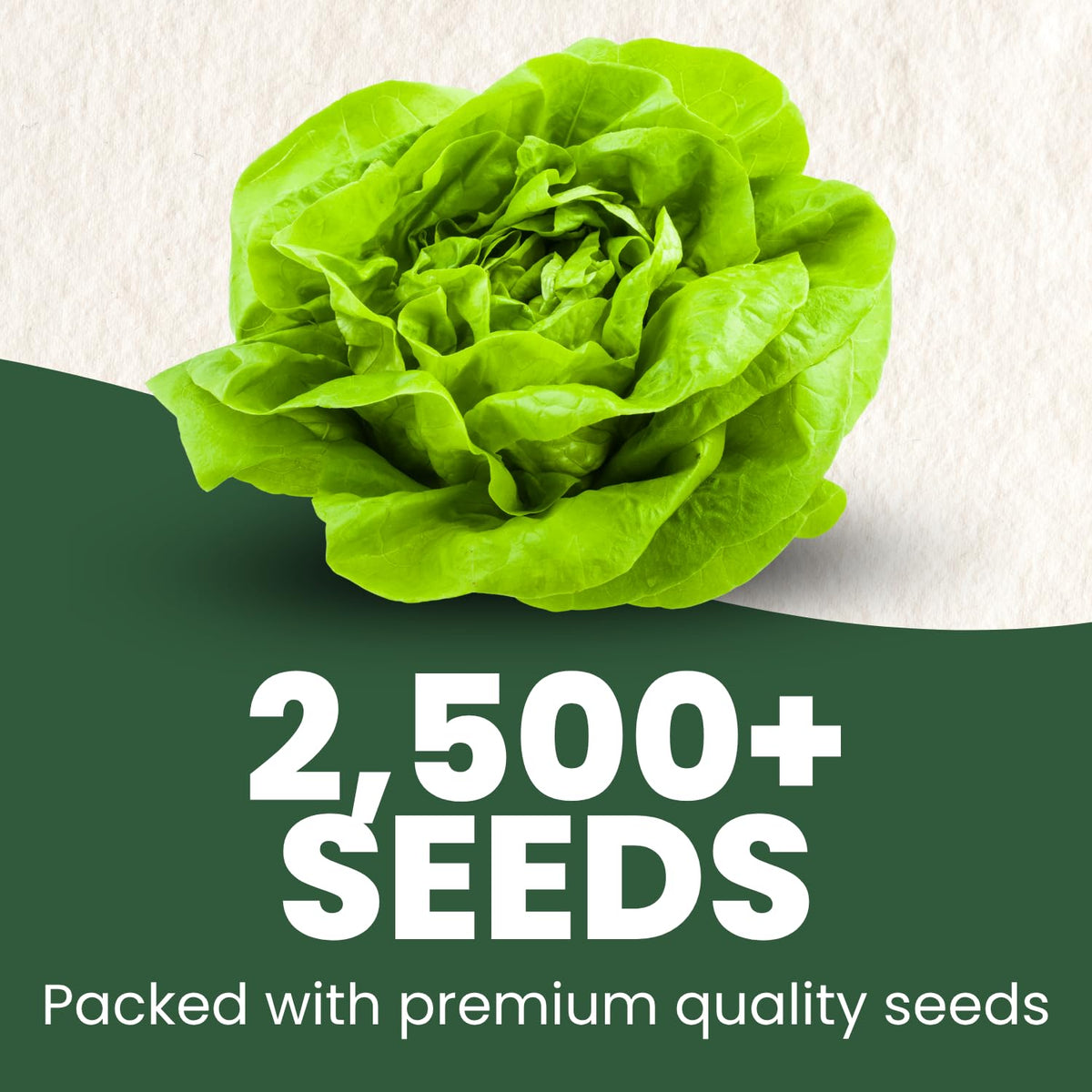 FAMILY SOWN Buttercrunch Lettuce seedlings emerging promise fresh greens soon.