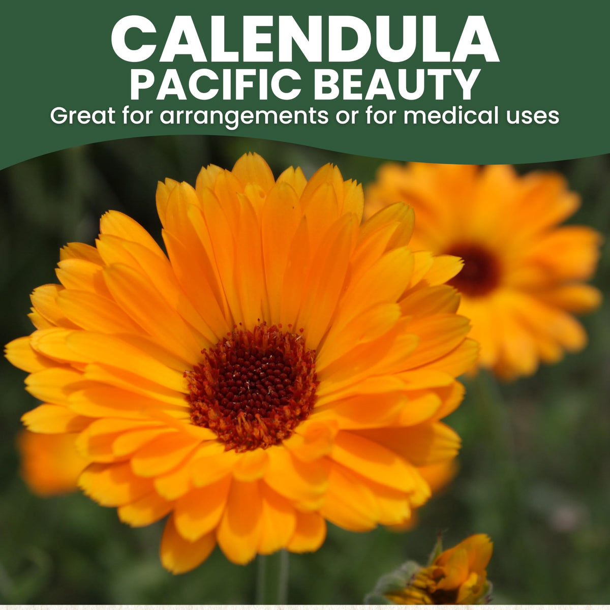 Calendula Pacific Beauty plants thriving in a colorful border garden