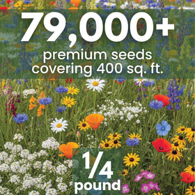 Family Sown seeds spread in soil for a vibrant california garden border.