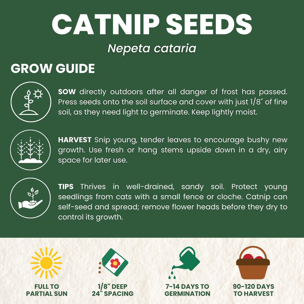 FAMILY SOWN Catnip garden border display for a fragrant herb edge