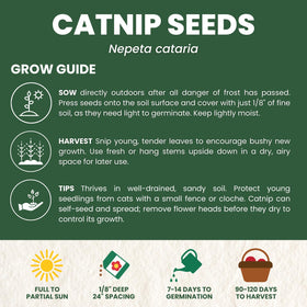 FAMILY SOWN Catnip garden border display for a fragrant herb edge