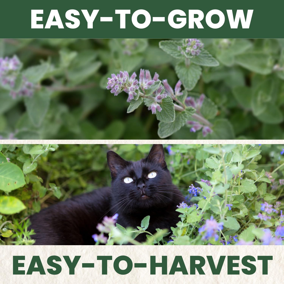 FAMILY SOWN Catnip indoor container for compact home herb growing