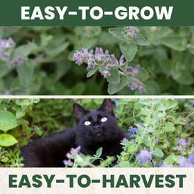 FAMILY SOWN Catnip indoor container for compact home herb growing