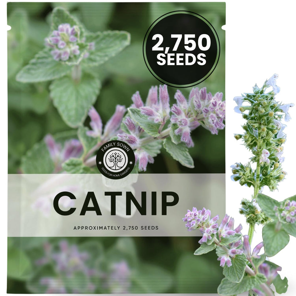 FAMILY SOWN Catnip seeds 2750 pack for easy planting and fragrant herb beds