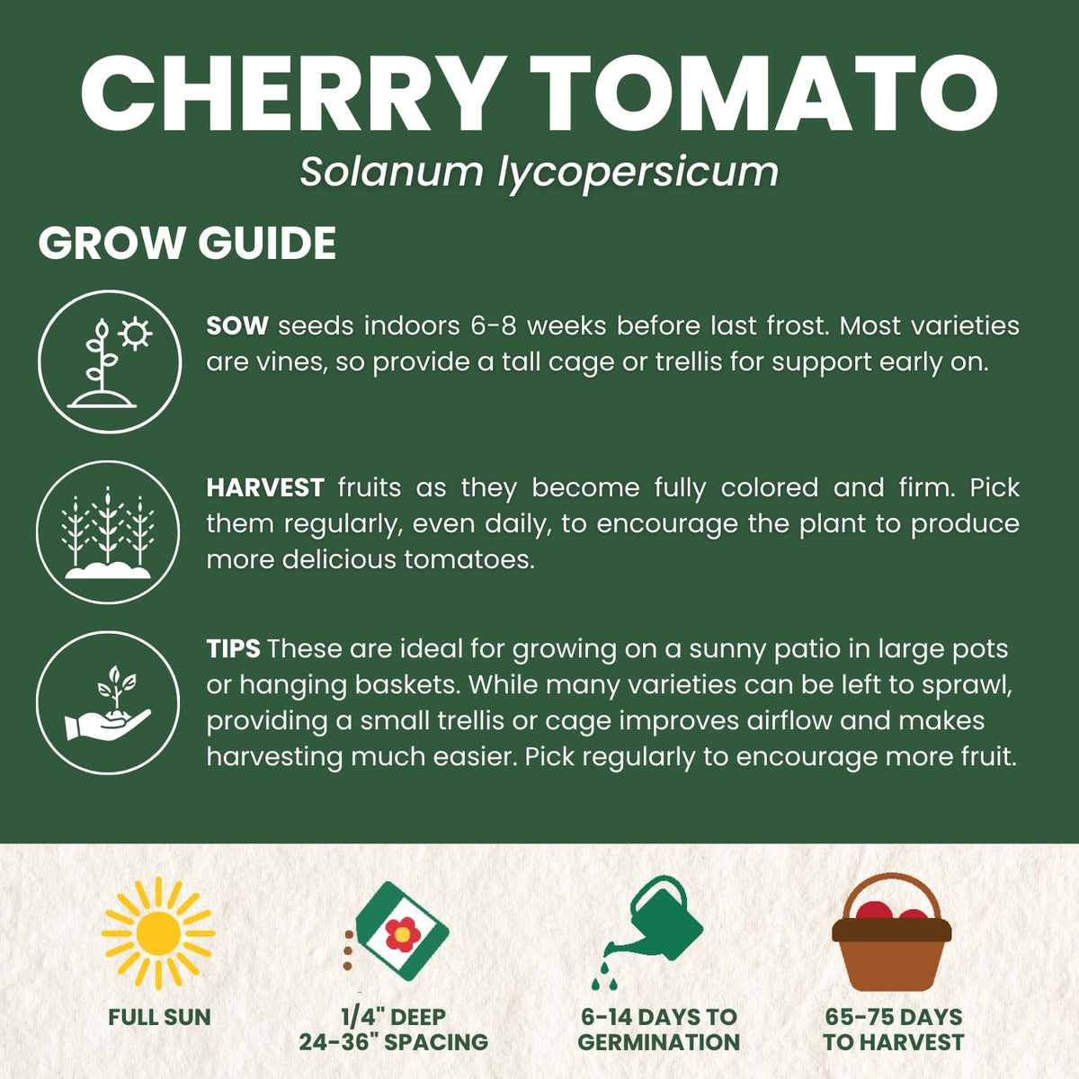 Family Sown cherry tomato plants thriving in a sunny garden bed.