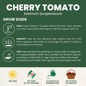 Family Sown cherry tomato plants thriving in a sunny garden bed.