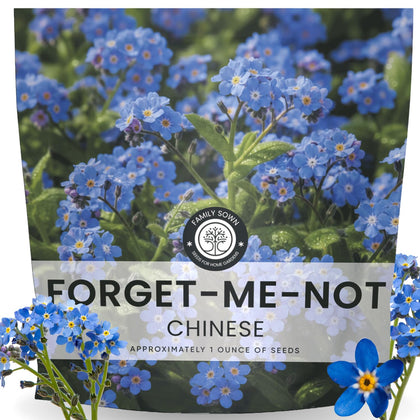 FAMILY SOWN Chinese Forget Me Not sky-blue blooms for borders.