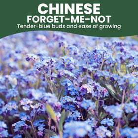 FAMILY SOWN Chinese Forget Me Not wildflower patch adds blue color.