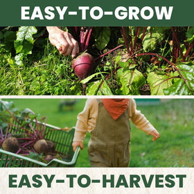Cold-tolerant beets ideal for spring and fall plantings and container gardens.