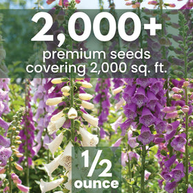 Family SOWN Foxglove bloom close-up with pastel tones and speckled interiors.