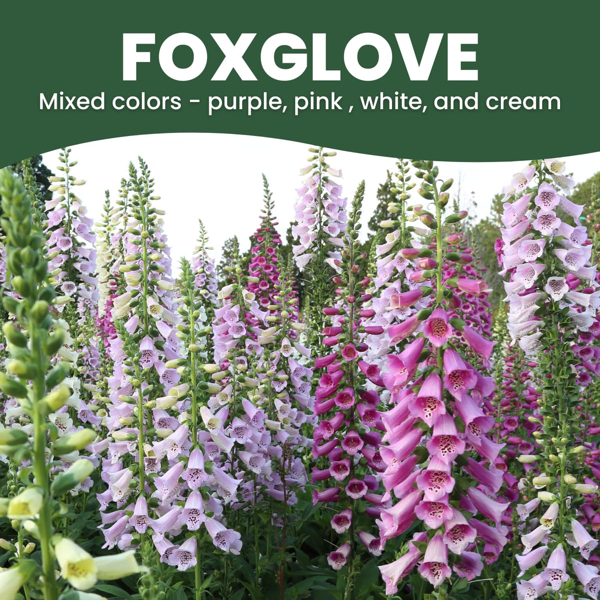 Family SOWN Foxglove mixed pastel shades in garden border display.