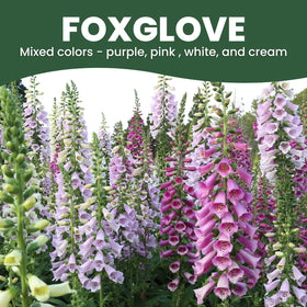 Family SOWN Foxglove mixed pastel shades in garden border display.