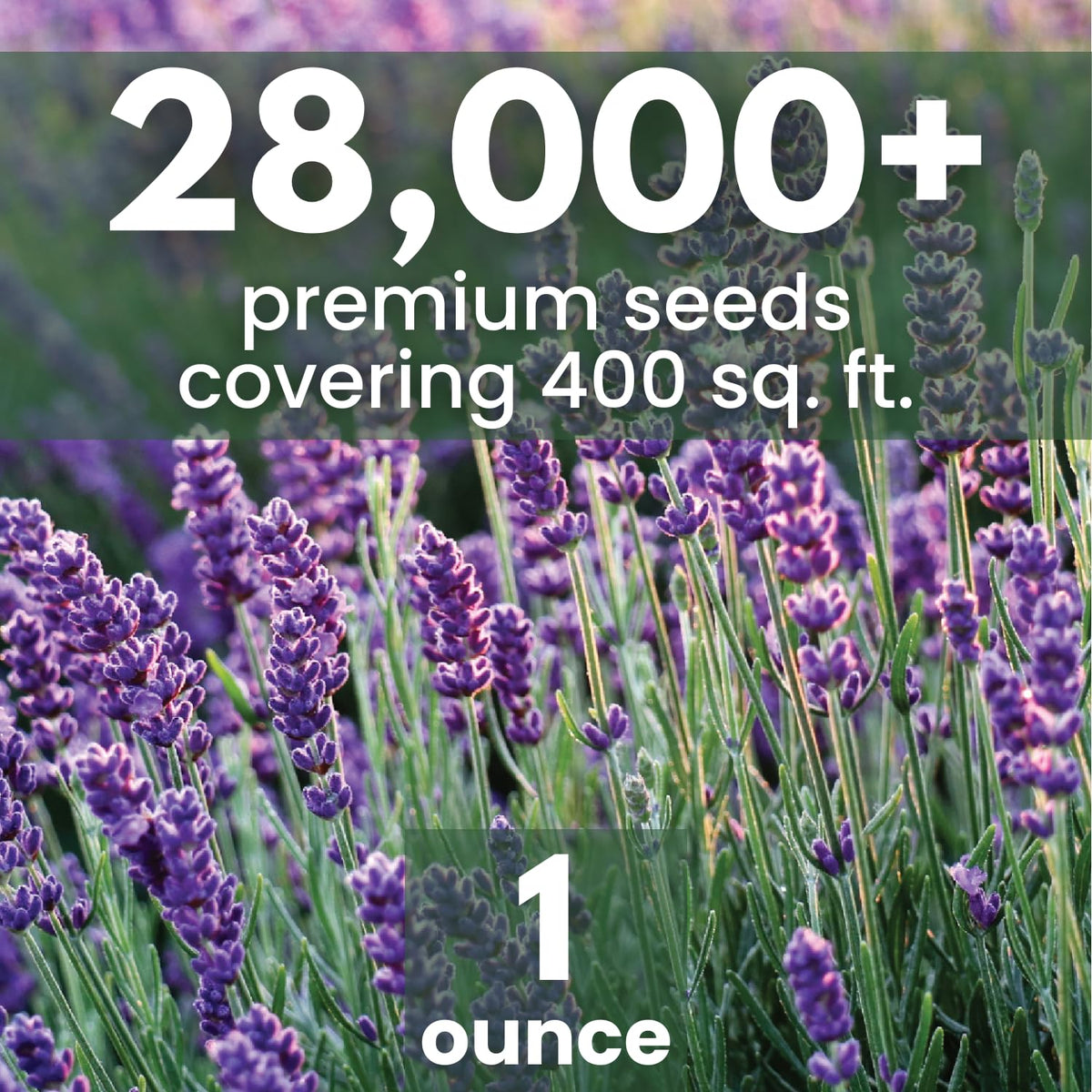 Family Sown lavender flower clusters showing purple spikes for garden decor
