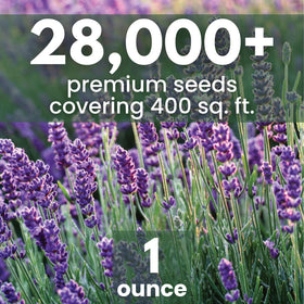 Family Sown lavender flower clusters showing purple spikes for garden decor