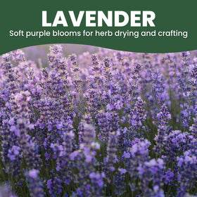 Family Sown lavender 1oz pouch preserves seed viability for reliable germination