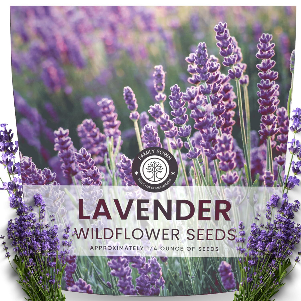 Family Sown Lavender seeds 7000 pack: high-viability seeds for vibrant borders.