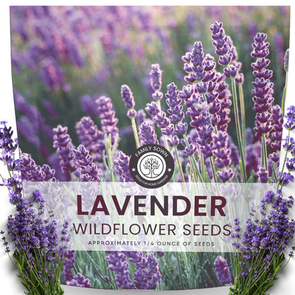 Family Sown Lavender seeds 7000 pack: high-viability seeds for vibrant borders.