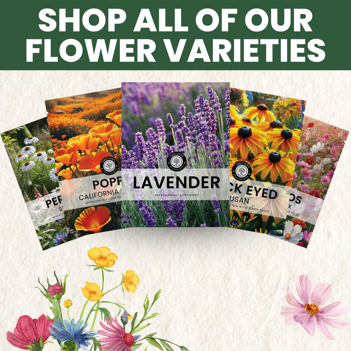 Family Sown lavender flowers purple spikes: fragrant blooms for pollinators.