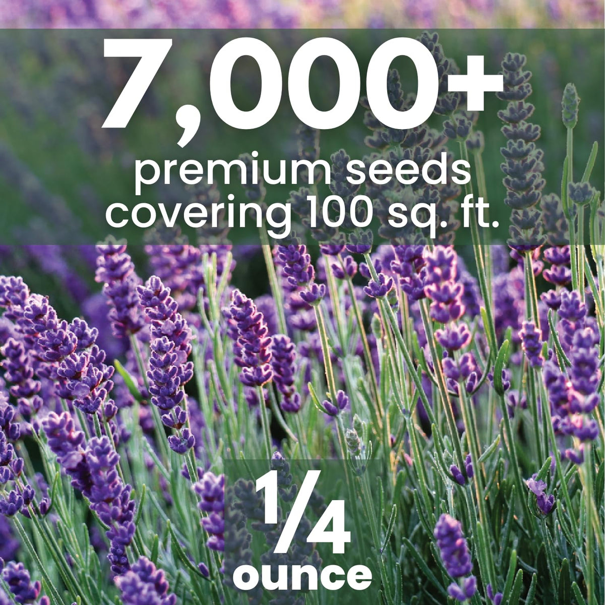Family Sown lavender seeds germination steps: guided start for steady sprouts.
