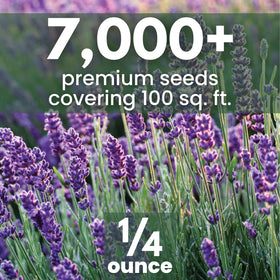 Family Sown lavender seeds germination steps: guided start for steady sprouts.