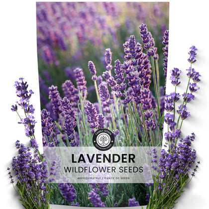 Family Sown Lavender seeds pack ready for vibrant borders and pollinator beds