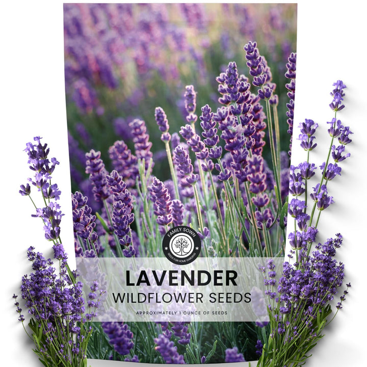 Family Sown Lavender seeds pack ready for vibrant borders and pollinator beds